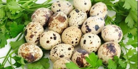 U kojoj dobi prepelice počinju da nose